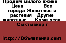 Продам милого ёжика › Цена ­ 10 000 - Все города Животные и растения » Другие животные   . Коми респ.,Сыктывкар г.